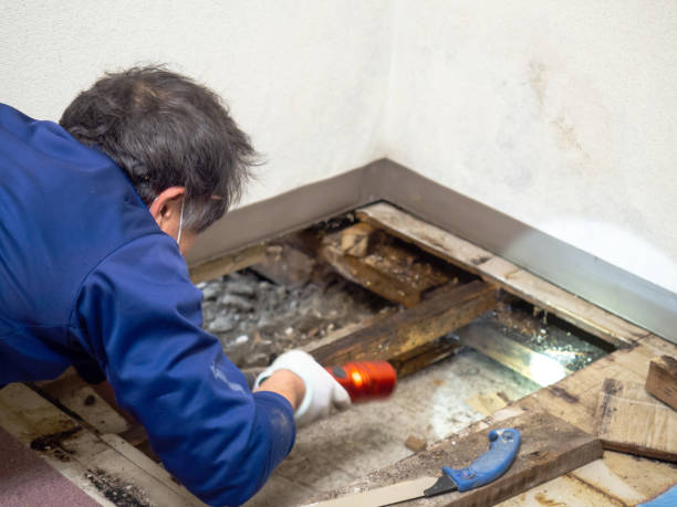 Best Toxic Mold Removal  in Atmore, AL