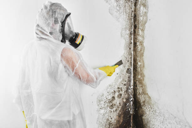 Best Mold Damage Repair  in Atmore, AL